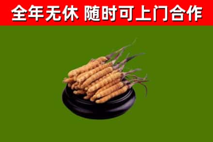 荆门烟酒回收冬虫夏草.jpg